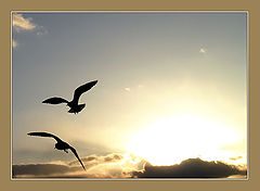 photo "...and the greedy seagulls were crying..."