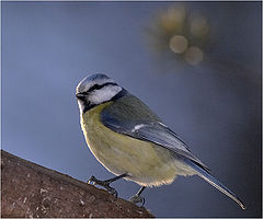 фото "Last light bird"