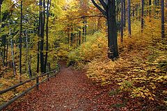 photo "autumn"