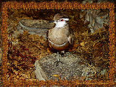 photo "Bird"