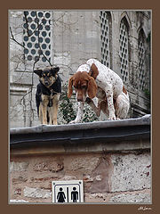 photo "Advantageous position..."
