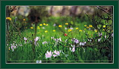 photo "Stars in a spring grass."