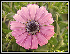 фото "flowers"