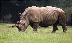 photo "Rhino !"