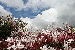 photo "Clouds and Jasmine !"