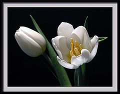 фото "gently opening"
