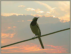 photo "Seeing off leaving day"