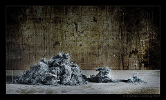 photo "Trash II"