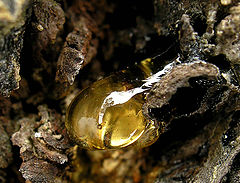 photo "Stiffening reflection"
