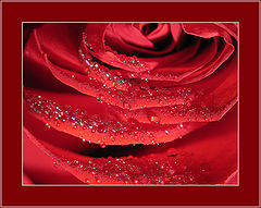 photo "for women,,,"