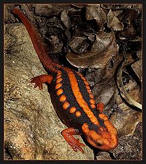 photo "Newcomer"