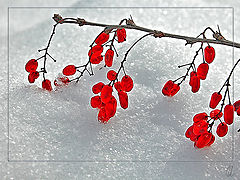 photo "Happy All Women`s Day"
