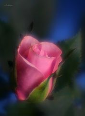 photo "Untitled photo"