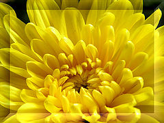 photo "For all women!"