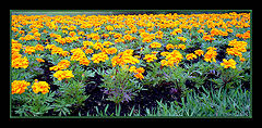 photo "Yellow garden"