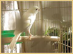 photo "And me to fly hunting..."