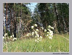 фото "на поляне"