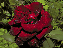 фото "Rose"