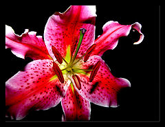 photo "Magic lily"
