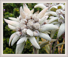 photo "Edelweiss Alpine"