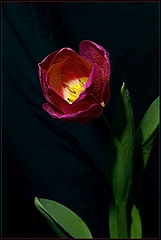 photo "Spring flower"