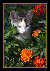 photo "Contemplator"
