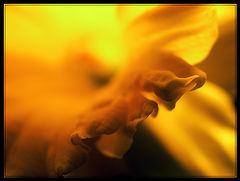 photo "Narcissus"