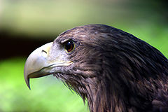 photo "an eagle"