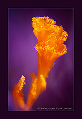 фото "Inside Of Flower"