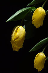 фото "tulipanes amarillos"