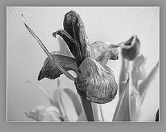 photo "агония"