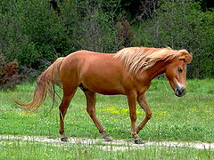 photo "stallion"