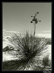 photo "Untitled photo"