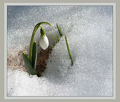 photo "Snowdrop"