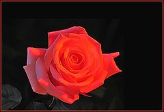 photo "Panta rhei"