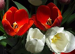 фото "more tulips"