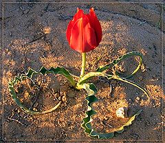 photo "Tulip"