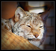 photo "Murrrrr...)"
