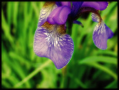 photo "Iris"