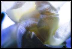photo "Tulip"