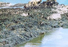 photo "Seaweed"