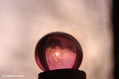 photo "pink spring"