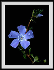 фото "vinca major"