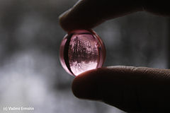 photo "pink Spring-2"