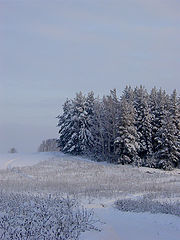 фото "Зимний лес"