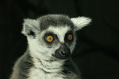 photo "Lemur looking at me"