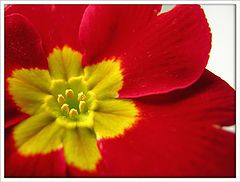 photo "Untitled photo"