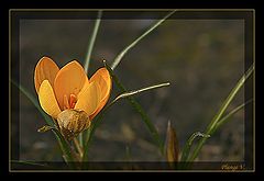 photo "my name .... Spring"