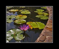photo "Calm"