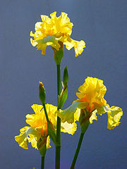 фото "IrisX3"